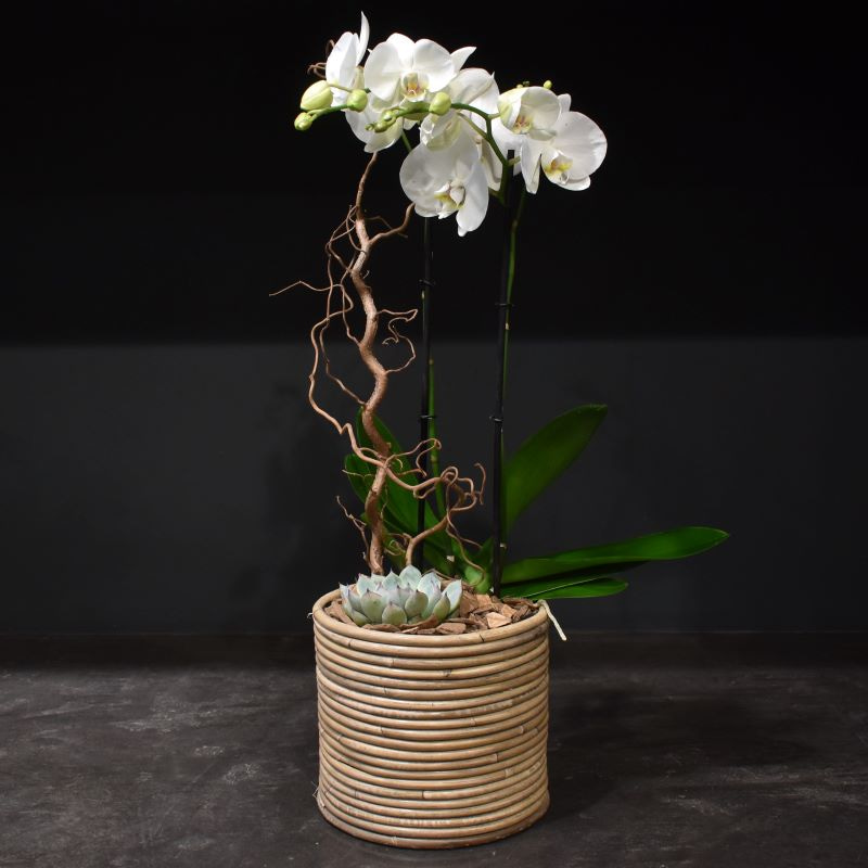 coupe orchidée pot bambou petite