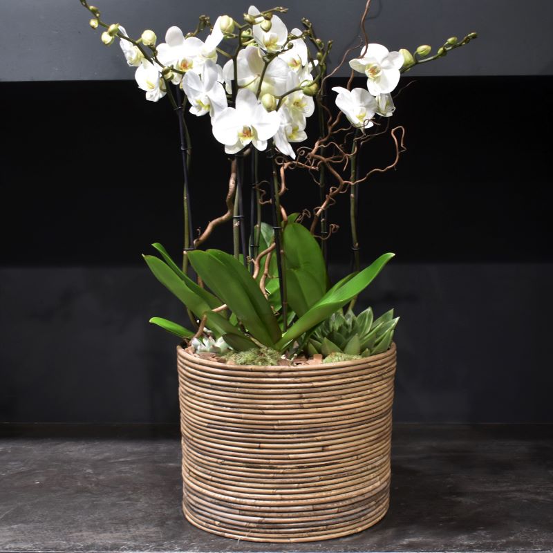 Large Orchid Composition