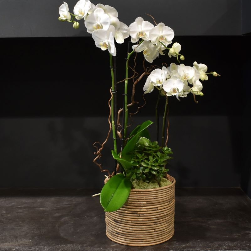 Coupe d’orchidées moyenne