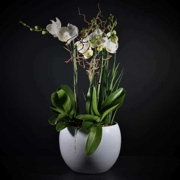 Coupe d'orchidées moyenne