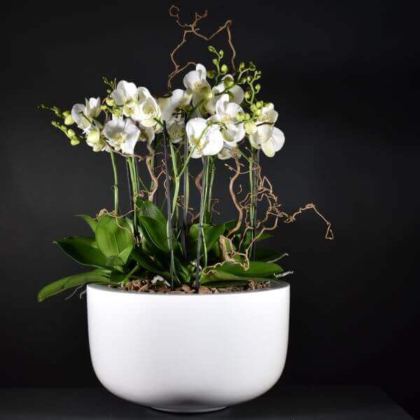 Prestige Orchid Composition