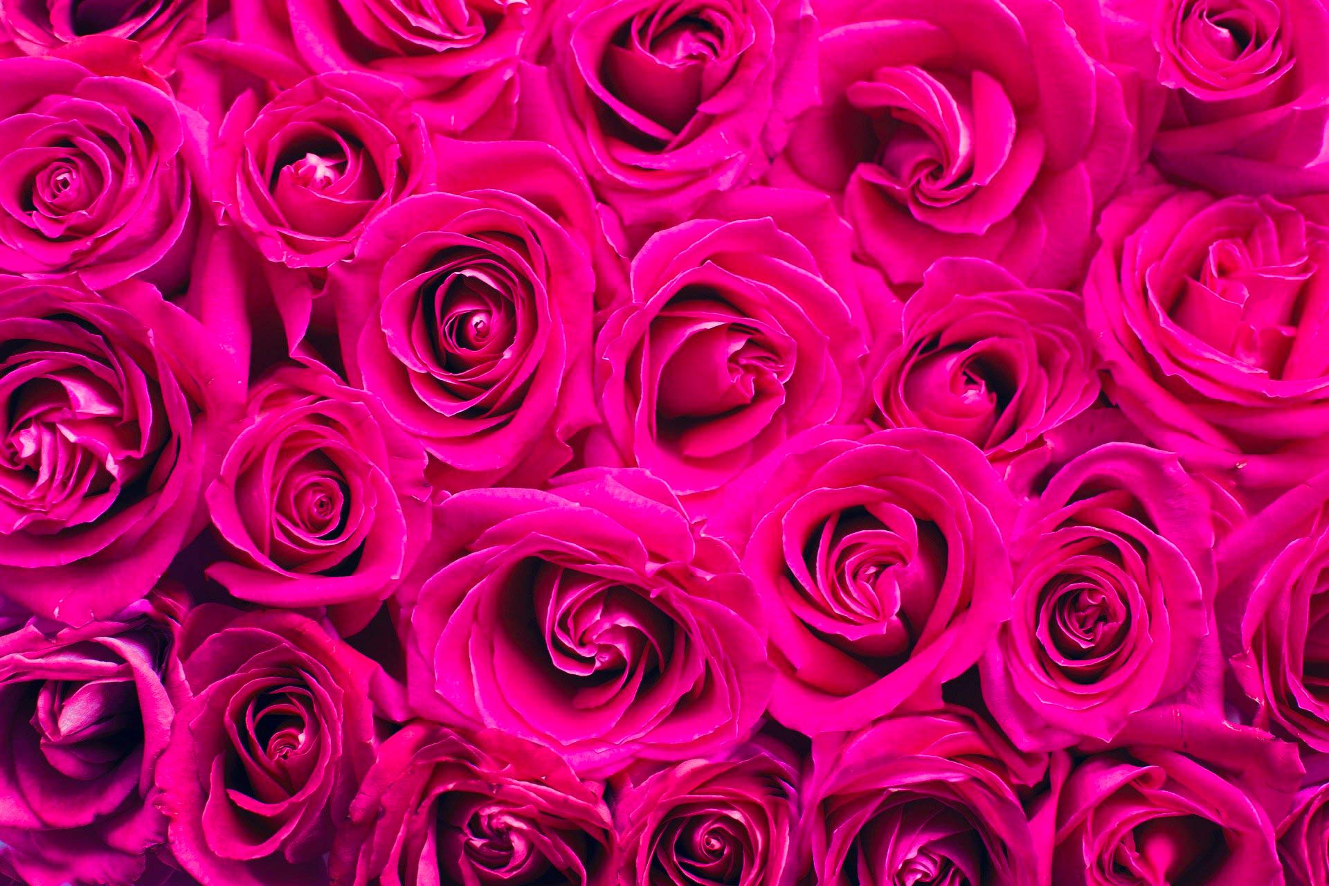 pink-2249403_1920